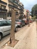 En marxa la campanya de poda d'arbrat viari  -Imatge 3-