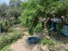 Treballs de retirada de les moreres malaltes a Ripollet -Imatge 3-
