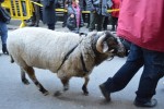 Bon temps i gran participació a la Festa dels Tres Tombs 2015 -Imatge 4-