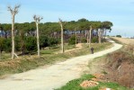 Parc dels Pinetons -Imatge 2-