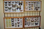 Els Insectes ocupen la Sala 1 del Centre Cultural -Imatge 3-