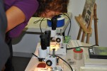 Els Insectes ocupen la Sala 1 del Centre Cultural -Imatge 5-