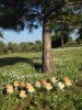 Èxit del taller 'Arbres i bolets del parc dels Pinetons' -Imatge 5-