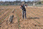 Es posa en marxa un projecte d'horta ecològica per a persones en situació de vulnerabilitat -Imatge 2-