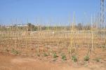 Del 20 al 22 d'octubre tornen les jornades d'horticultura ecològica -Imatge 2-