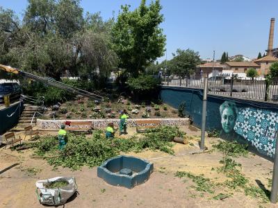 Treballs de retirada de les moreres malaltes a Ripollet -Imatge 1-