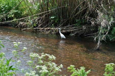 La natura i la histria del riu Ripoll s'exposen a la Casa Natura  -Imatge 1-