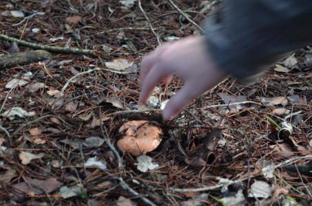 Obertes les inscripcions per la sortida de dissabte per anar a buscar bolets -Imatge 1-