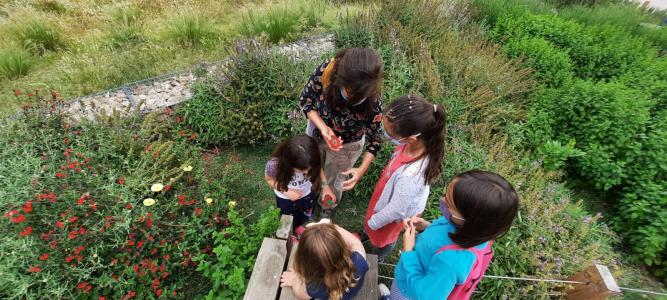 Més de 600 persones identifiquen 200 espècies diferents al 4t Bioblitz Metropolità -Imatge 1-