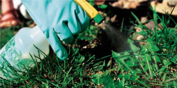 Campanya de control de plagues -Imatge 1-
