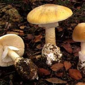 Sanitat alerta sobre la intoxicació pel consum de bolets -Imatge 1-