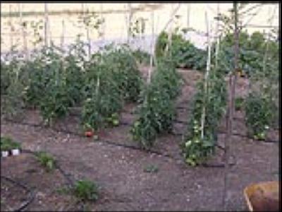 Jornades sobre bones pràctiques a l´hort -Imatge 1-