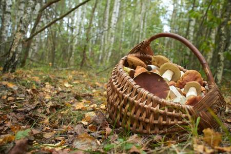 La Casa Natura organitza una sortida per caçar bolets amb un expert micòleg -Imatge 1-