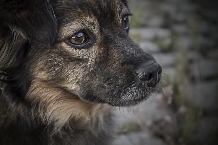 Comencen les inspeccions a domicilis on els animals de companyia no estan ben cuidats -Imatge 1-