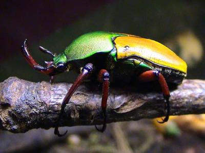 Els <i>Insectes</i> ocupen la Sala 1 del Centre Cultural -Imatge 1-