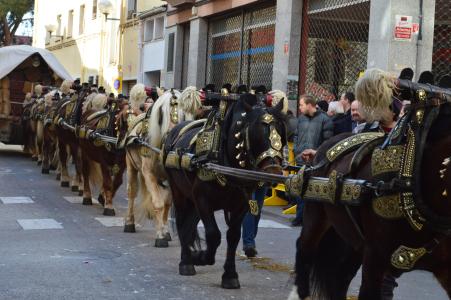 Se celebra el primer concurs d'Instagram a la festa de Sant Antoni Abat -Imatge 1-