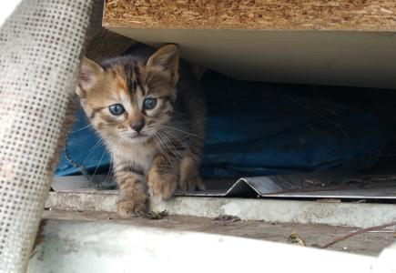 Durant l'any 2017 es van recollir a Ripollet 229 animals perduts o abandonats -Imatge 1-