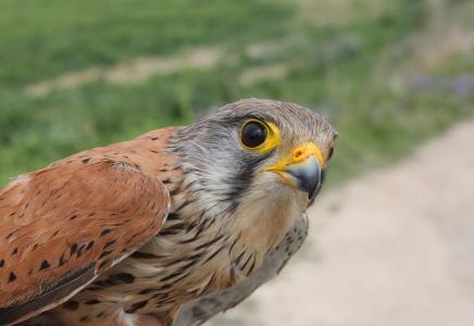 La Casa de Natura dóna a conéixer les aus rapinyaires als Pinetons -Imatge 1-