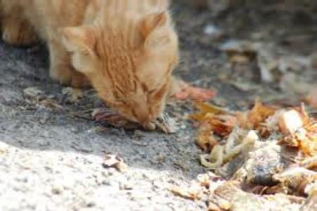 Salut Pública recorda que no es pot alimentar als animals de carrer -Imatge 1-