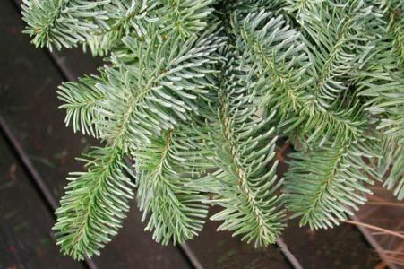 S'habiliten els punts de recollida d'arbres de Nadal -Imatge 1-