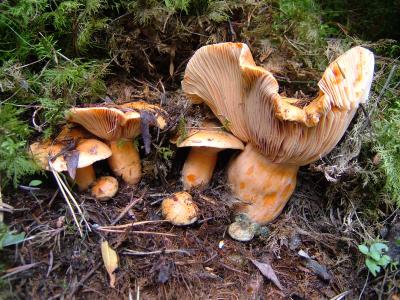 Gran acollida de les V Jornades sobre bolets i arbres -Imatge 1-