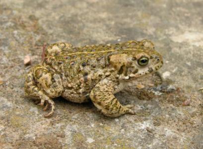 Bons resultats dels treballs de conservació de la fauna del riu Ripoll -Imatge 1-