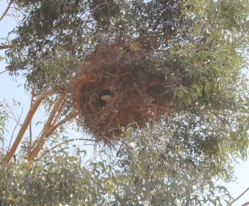 Retirat un niu de cotorres al parc de Maria Regordosa -Imatge 1-