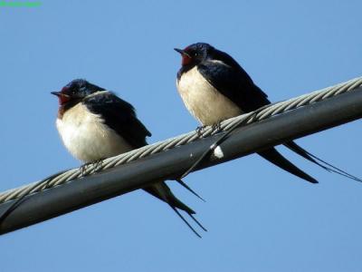 Conferència sobre les orenetes a la Casa Natura -Imatge 1-