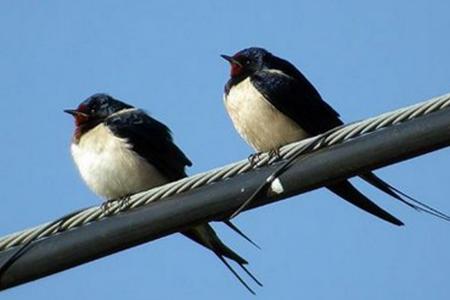 El Centre Cívic de Can Mas acull una xerrada sobre les orenetes -Imatge 1-