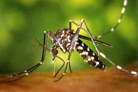 Primera sessió de les Jornades de plagues urbanes -Imatge 1-
