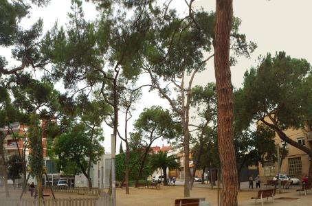 Inici de la temporada de poda dels arbres del municipi -Imatge 1-