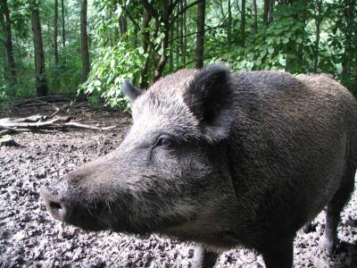 Uns veïns veuen dos exemplars de porc senglar al parc de Massot -Imatge 1-