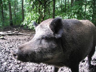 La Regidoria de Medi Ambient dona consells per controlar la presència de porc senglars  -Imatge 1-