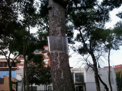 Instal·lades trampes contra l'eruga processionària del pi -Imatge 1-