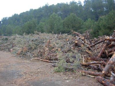 Medi Ambient ofereix fusta de la poda als veïns i veïnes  -Imatge 1-