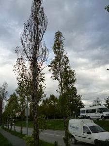 Talats alguns arbres de Ripollet -Imatge 1-