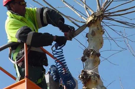 En marxa la campanya de poda d'arbres de l'hivern -Imatge 1-