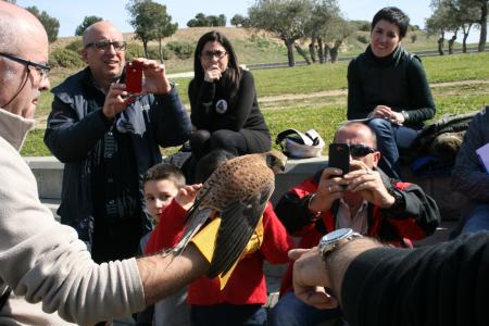 Alliberat un exemplar de xoriguer al parc dels Pinetons -Imatge 1-