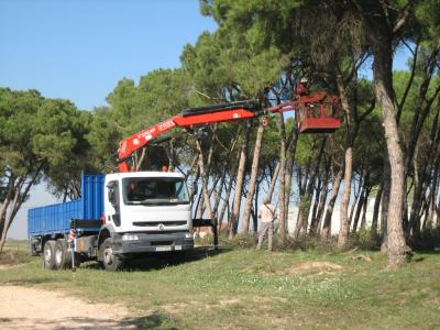 Iniciats els treballs de regeneració del bosc dels Pinetons -Imatge 1-