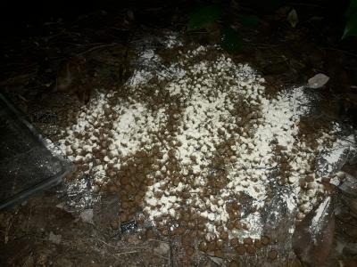 Incidències en colònies de gats a Ripollet -Imatge 1-