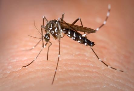 La Regidoria de Salut Pública recorda els consells de prevenció i control del mosquit tigre -Imatge 1-