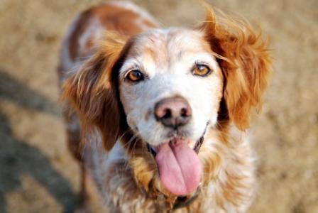 La Regidoria de Salut Pública aclareix la situació sobre la recollida d'animals abandonats -Imatge 1-