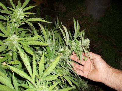 La Policia Local deté dues persones i els decomissa 33 kg de marihuana -Imatge 1-