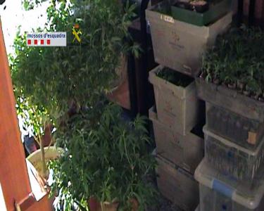 Desmantellat un grup criminal que cultivava marihuana a l'interior de pisos -Imatge 1-