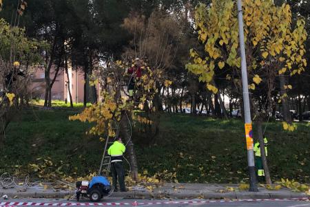 En marxa la campanya de poda d'arbrat viari  -Imatge 1-