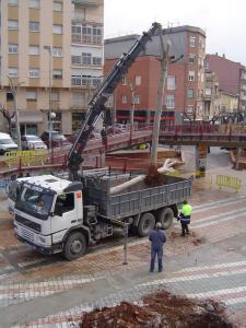 Es trasplanten una quinzena d´arbres de la plaça de Pere Quart -Imatge 1-