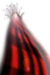 Festes del Pilar 2003 -Imatge 1-