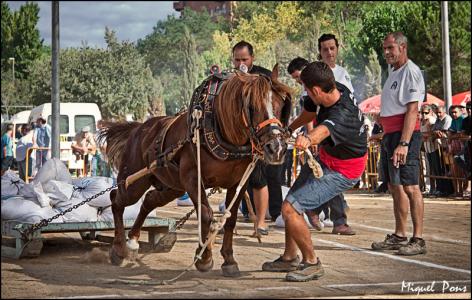El PACMA demana la retirada del Concurs d'Arrossegament de la Festa Major -Imatge 1-