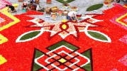 Cultura i Tradici participar en la confecci de la catifa de la Gran Place de Brusselles -Imatge 2-
