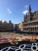 Cultura i Tradici participa en la catifa de flors a la Grand Place a Brusselles amb els seus tints -Imatge 3-